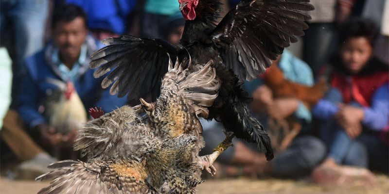 Thông tin luật chơi cơ bản